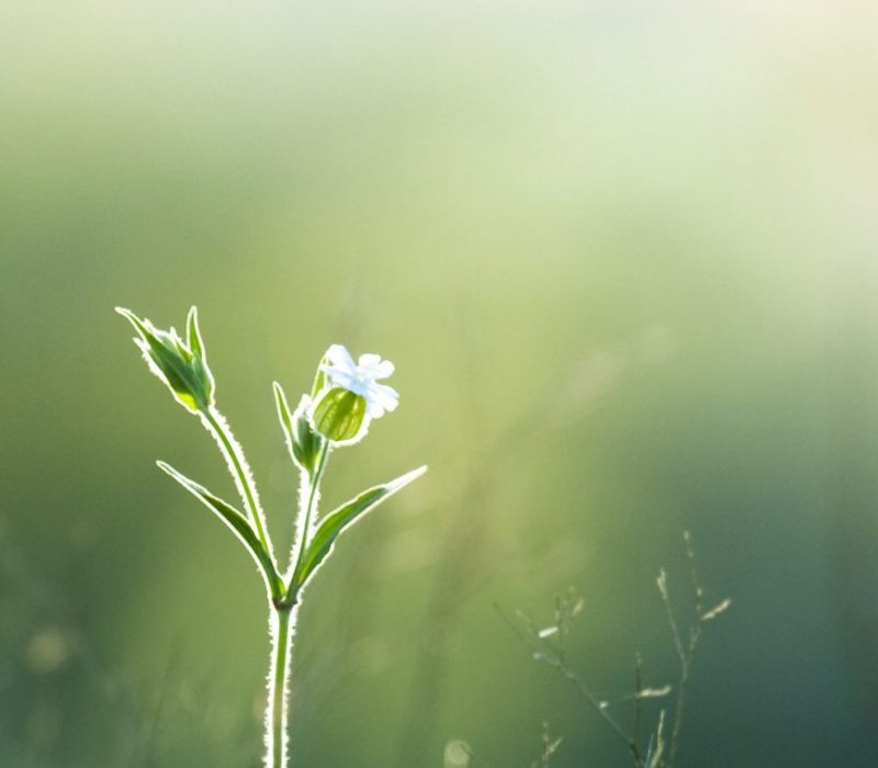 I GENialt: Tilbake til naturen med genteknologi?