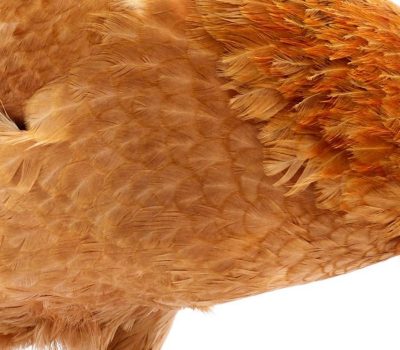 I GENialt: Høner lager medisiner