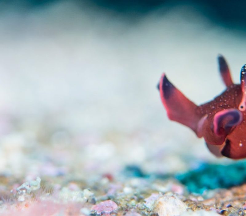 I GENialt: Hvordan lagres minner i hjernen? Forskere har undersøkt snegler for svar