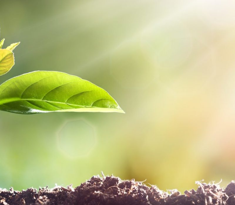 I GENialt: Avlsmateriale – Ingen tilgang?