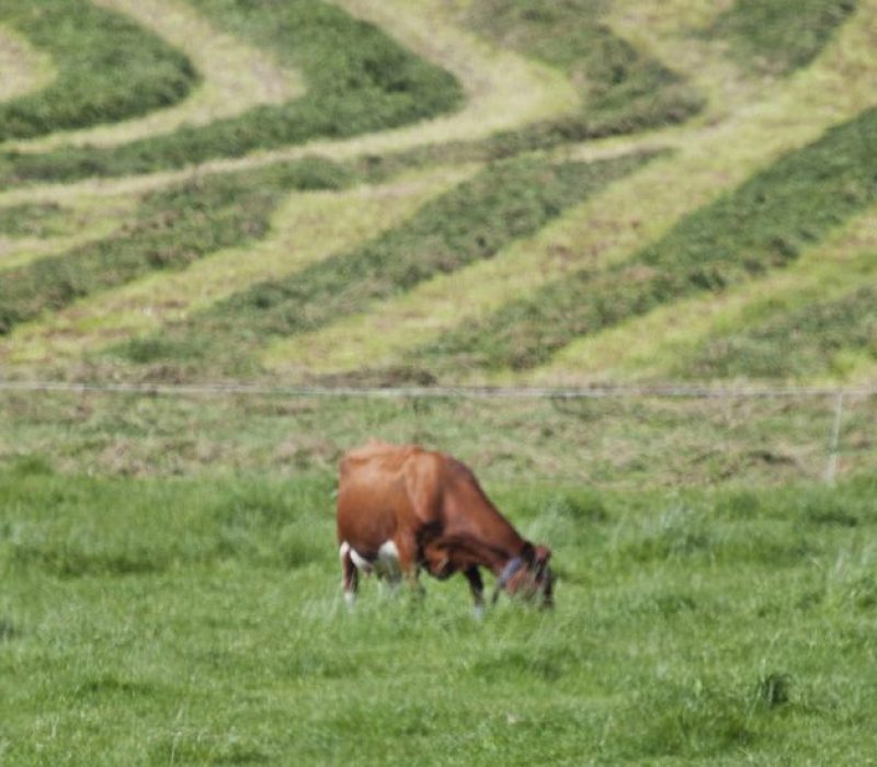 I GENialt: Matproduksjon basert på DNA-informasjon