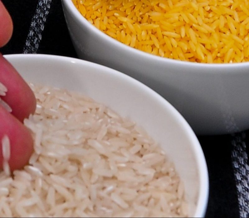 I GENialt: 2018 – gjennombruddsår for omstridt GMO-ris?