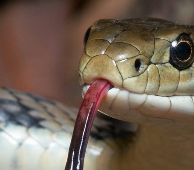 I GENialt: Livets kratt