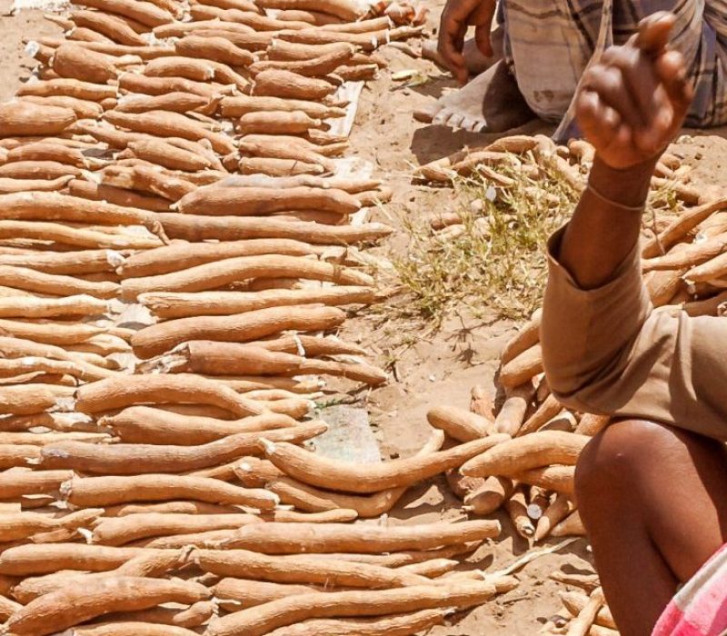 I GENialt: Genredigering med CRISPR kan gi giftfri kassava