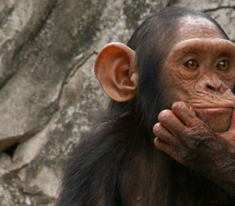 I GENialt: Hvorfor har ikke mennesker hale?