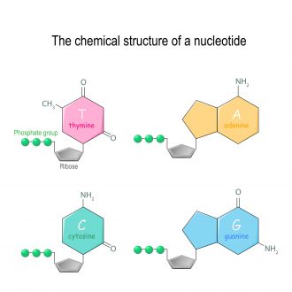 The chemical structure of a nucleotide. four main bases found in DNA: adenine, cytosine, guanine, and thymine. Phosphate group and Ribose. Vector diagram for educational, medical, biological, and scientific use