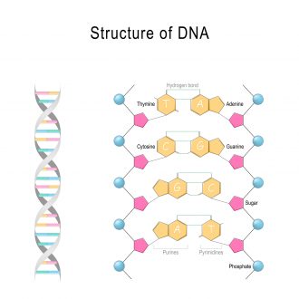 DNA-ets struktur