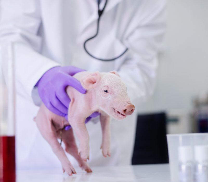 Frokostmøte: Mannen med grisehjertet – skal vi bruke organer fra dyr i mennesker?
