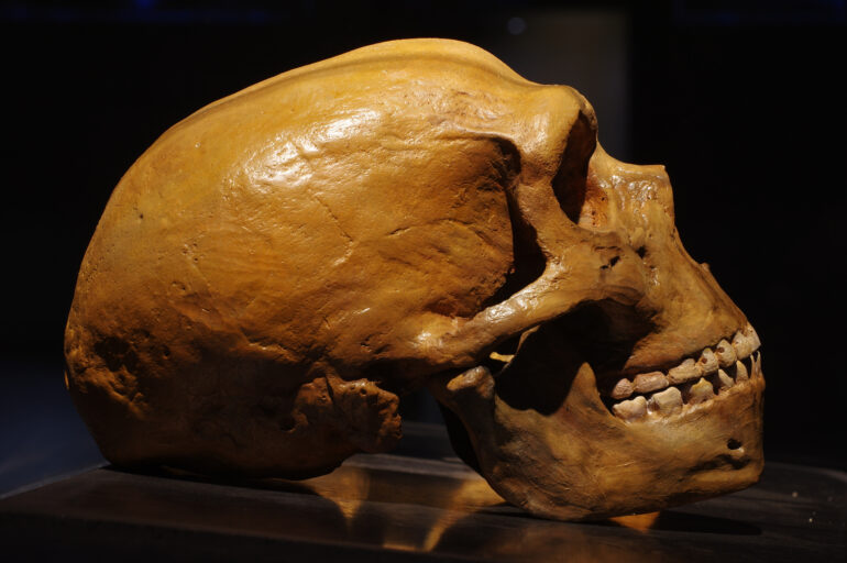 Bilde viser hodeskalle fra en neandertaler.