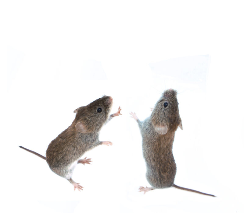 I GENialt: Museunger med to biologiske fedre