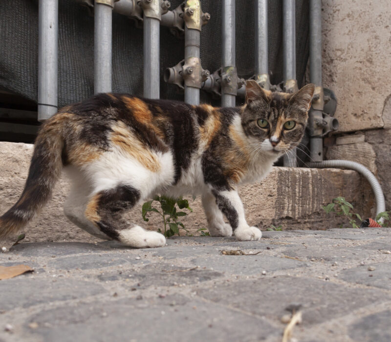Gjør katter sterile med genterapi
