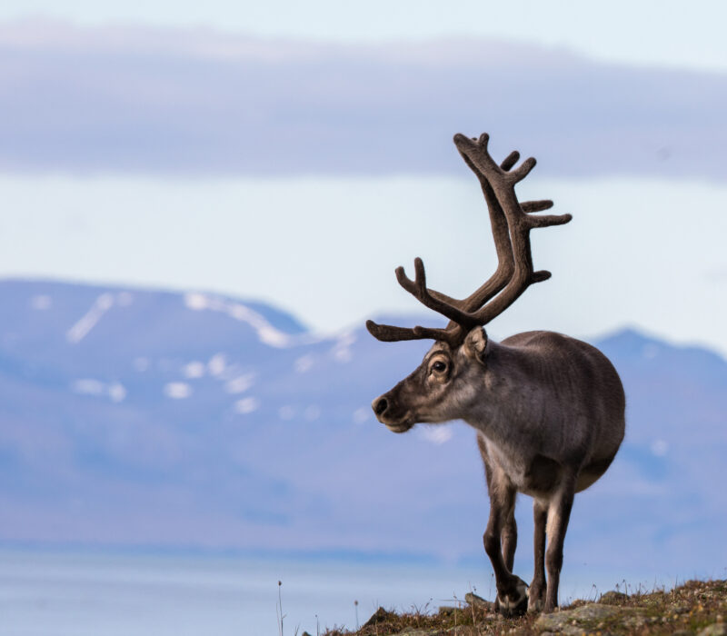 SmåGENialt: Skal sekvensere alle arter i Norge