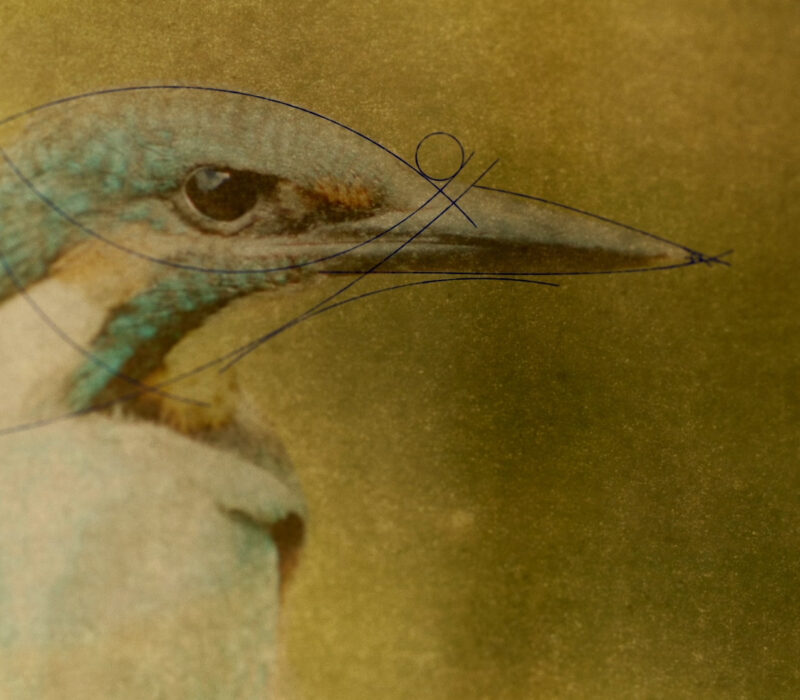 BIOCENTRICS – filmvisning og samtale i samarbeid med BIFF