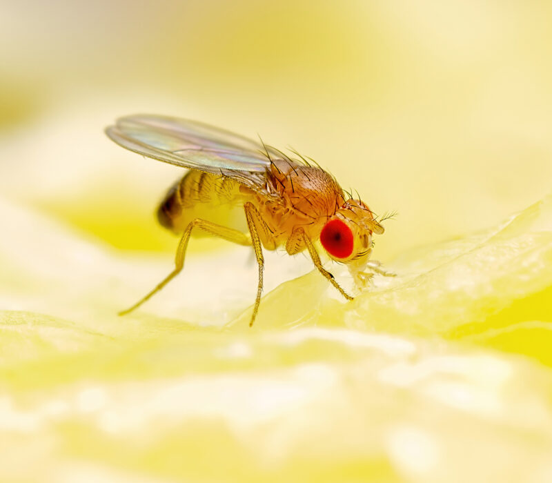 Hemmeligheten bak jomfrufødsel