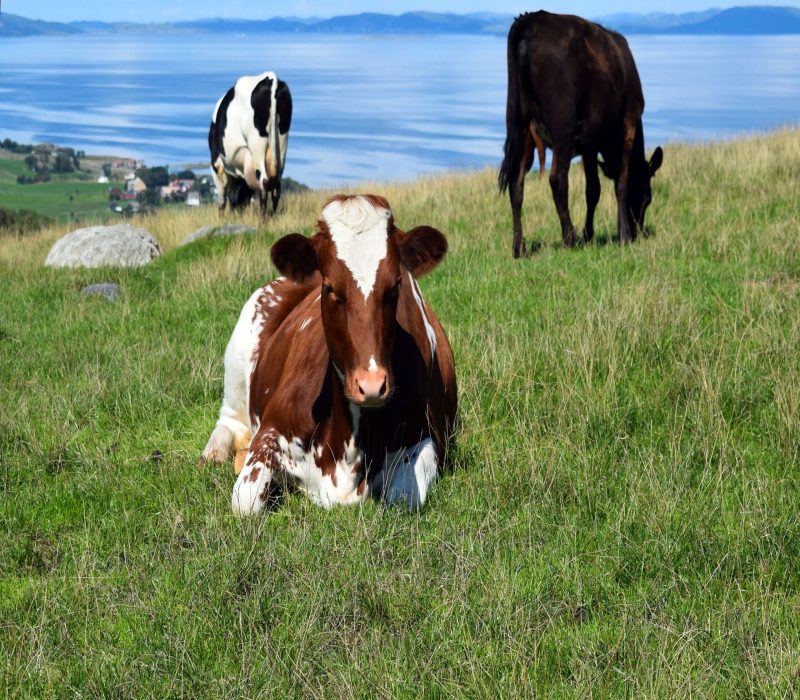 Mindre metanrap med algemat?