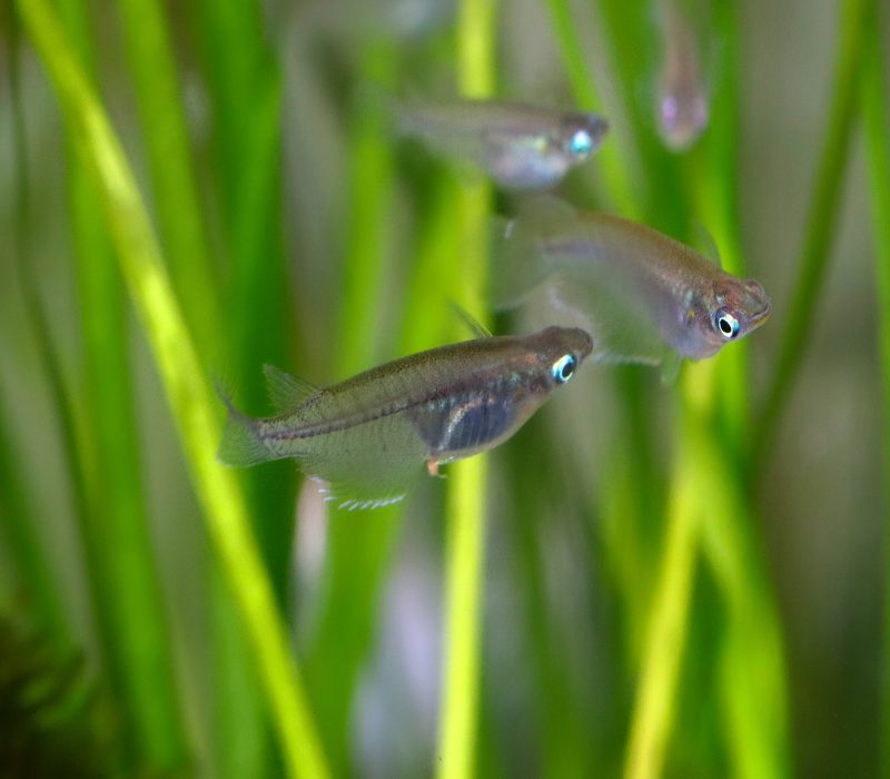 God og mett – og hanfisk