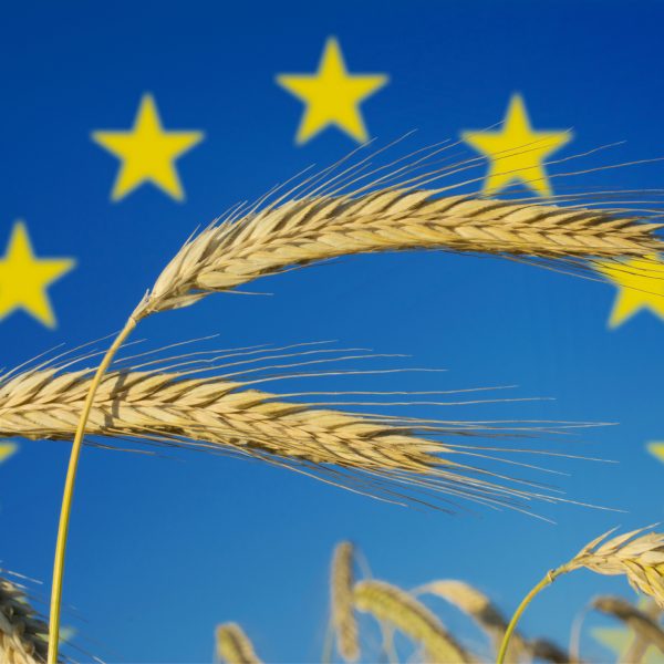 EU-debatt om genredigerte planter