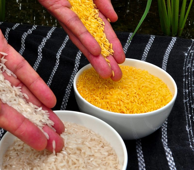 Domstolsdrama om Golden Rice