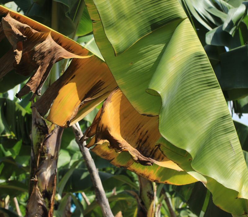 GMO-banan i beredskap