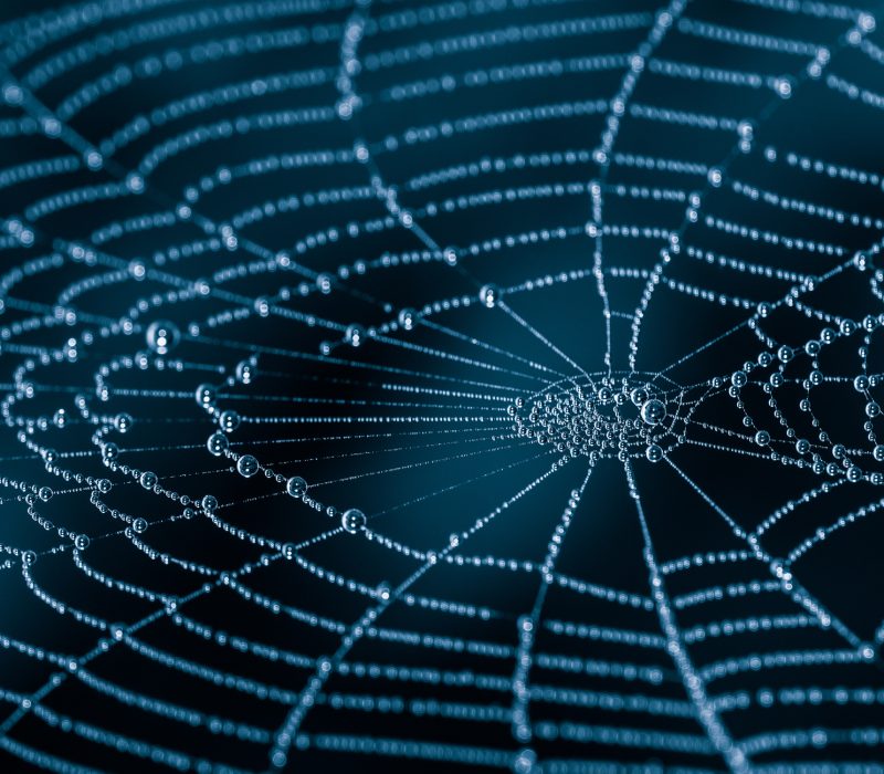 Spinner edderkoppsilke i mikrobrikke