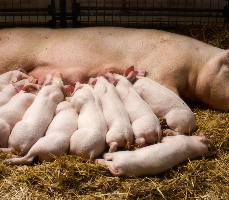 Virusresistent gris– med genredigering