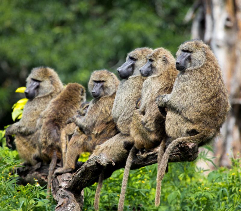 SmåGENialt: Hvorfor har ikke mennesker hale?