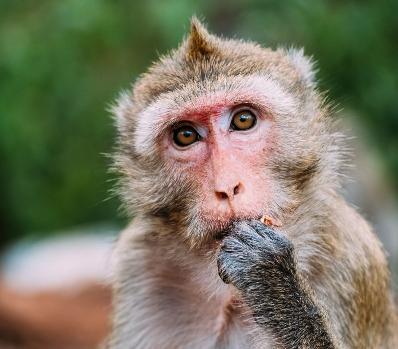Klonet ape overlever til voksen alder