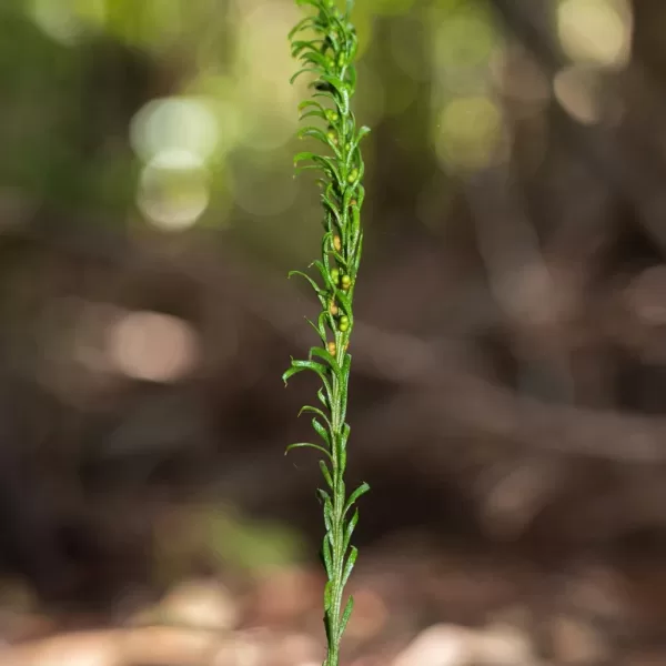 Verdens største genom – i liten bregne