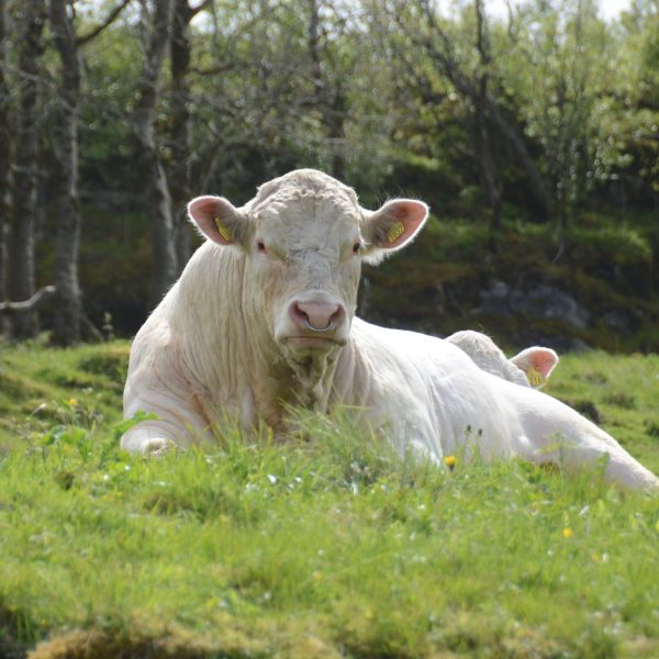Uønskede genvarianter skal ut av norsk storfe